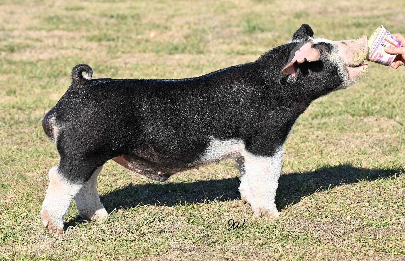 Skills — Poland boar