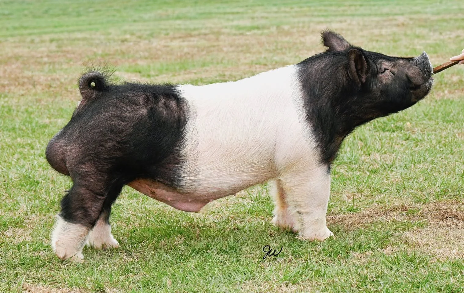Stay Wild — Dark Cross boar