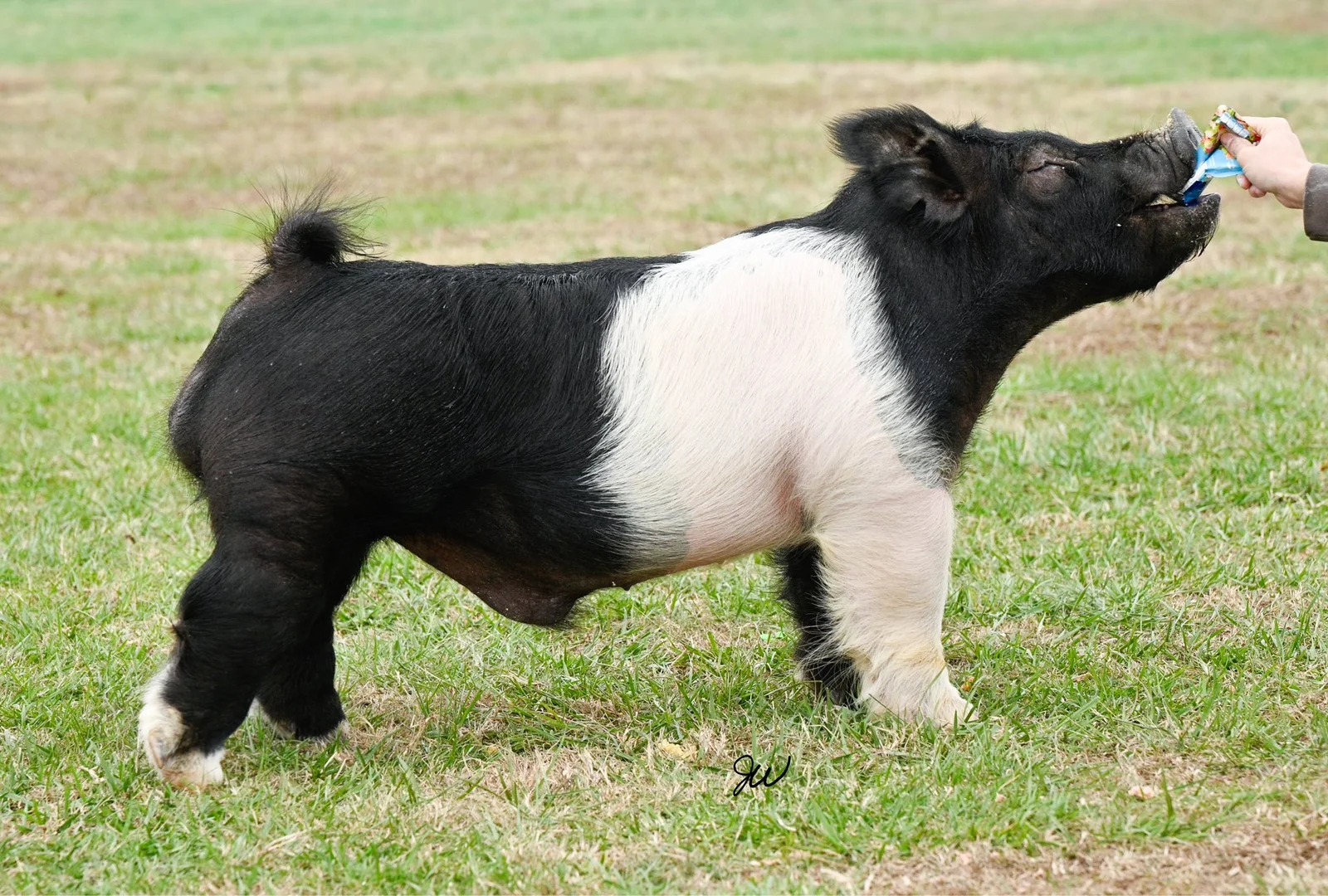 Weekend Warrior — Dark Cross boar