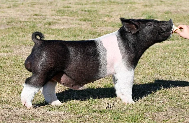 Wild Catter — Dark Cross boar