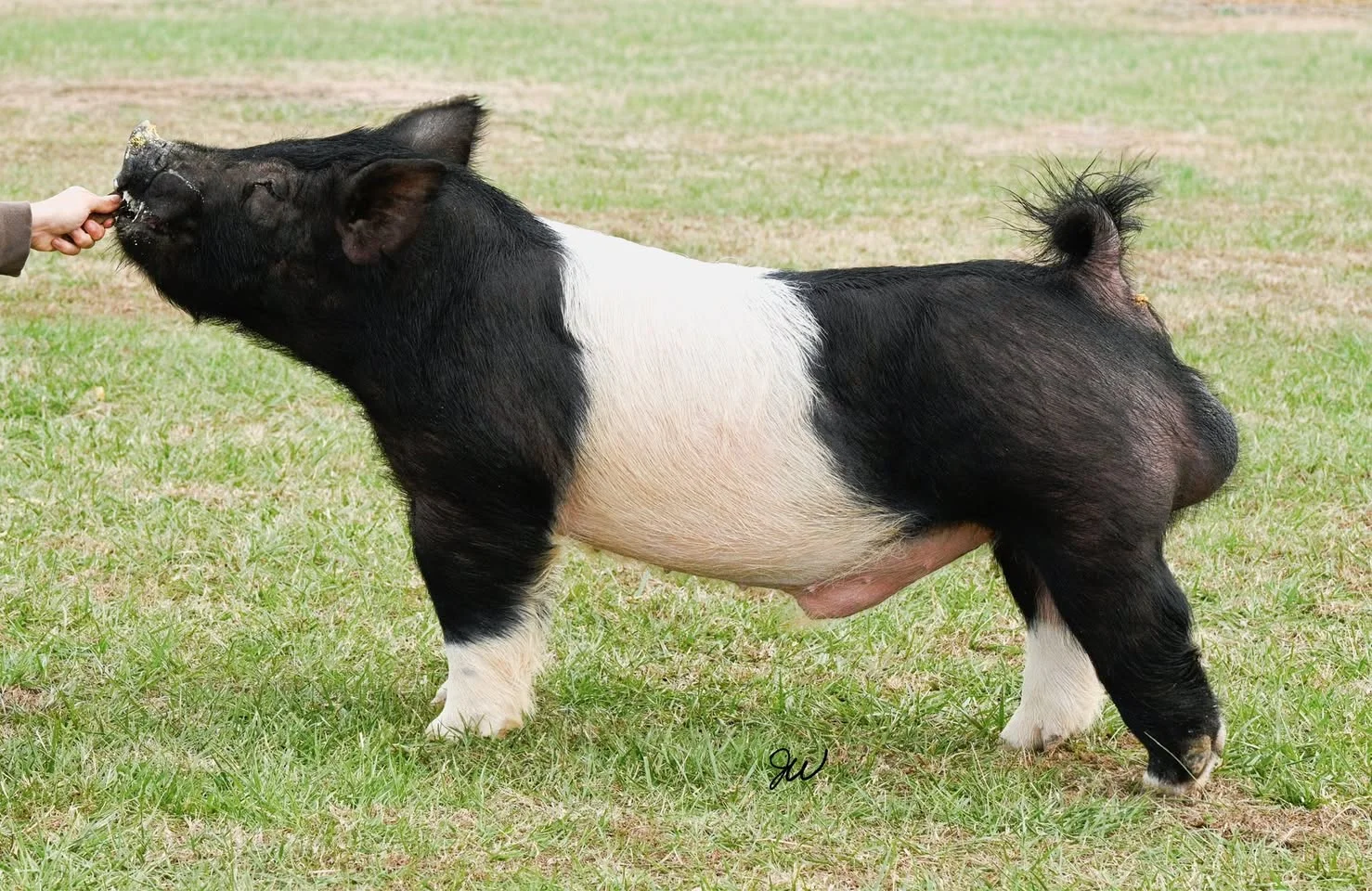 Wilder Than The Rest — Dark Cross boar