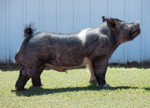 Kings Ransom — Dark Cross boar