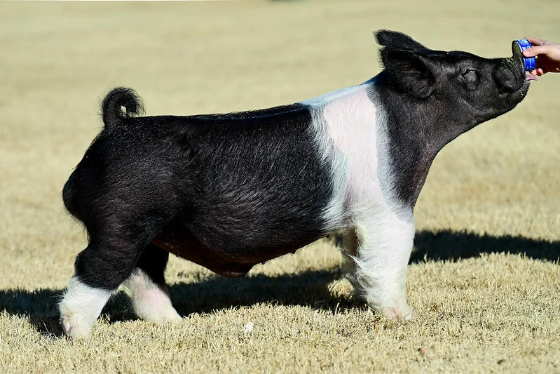 Bloodline — Dark Cross boar