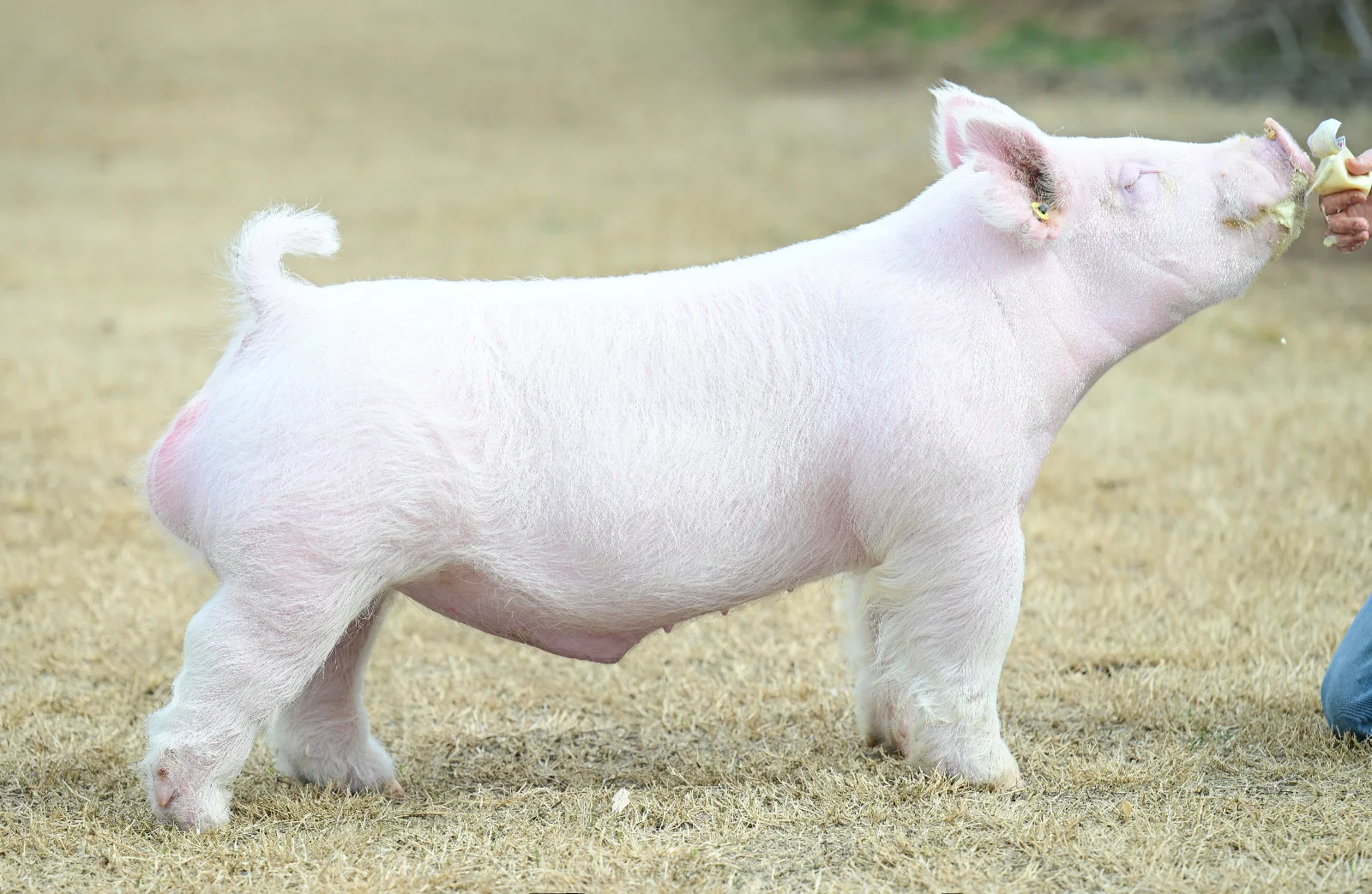Both Worlds — Light Cross boar