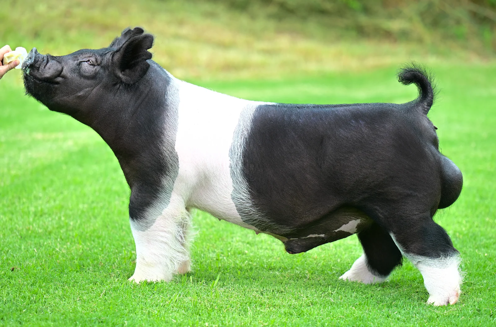 Chasing Greatness — Dark Cross boar