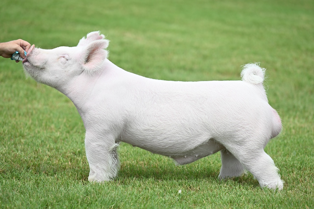 Code Blue — Light Cross boar