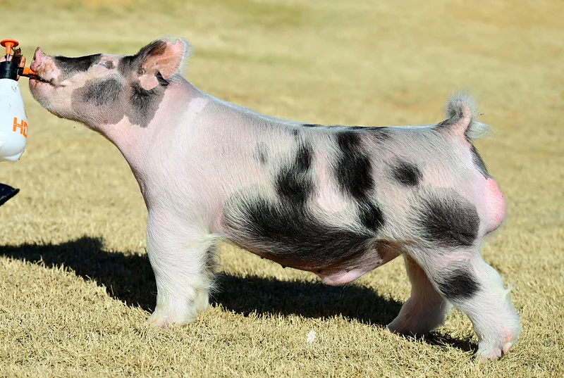 Full Faith — Dark Cross boar
