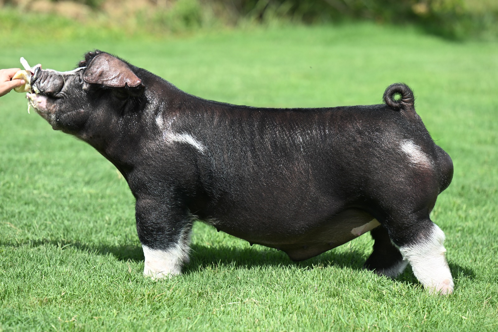 Hand N Hand — Poland boar