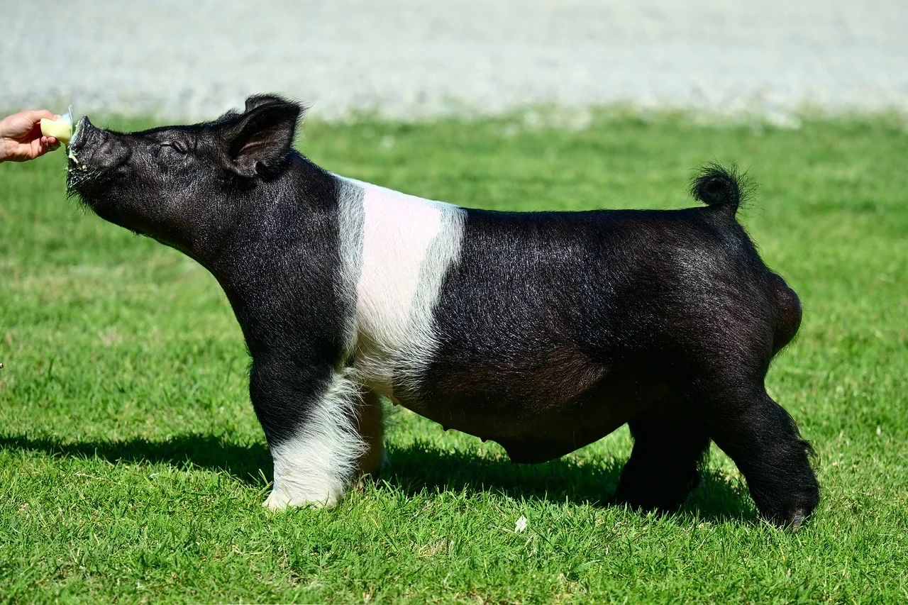 Higher Standard — Dark Cross boar