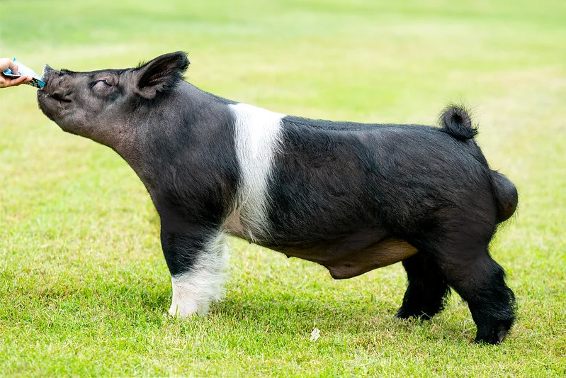Knife Talk — Dark Cross boar