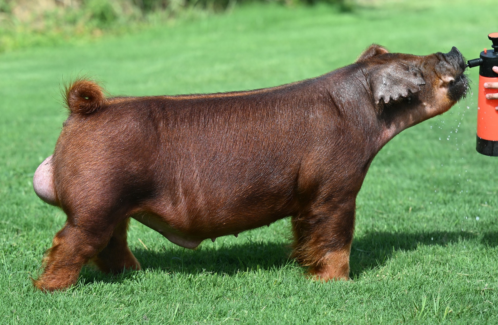 Leg Tap — Duroc boar