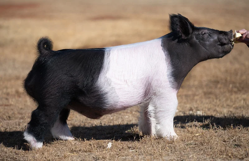 Mainline — Dark Cross boar
