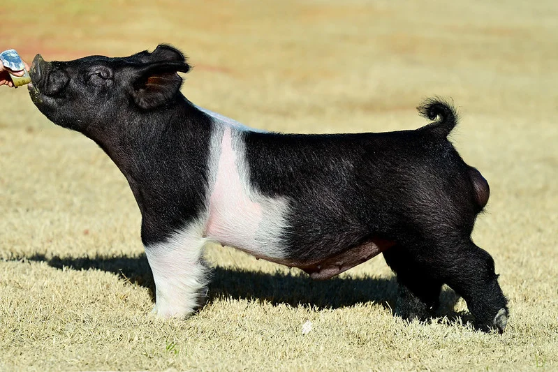 Manly — Dark Cross boar