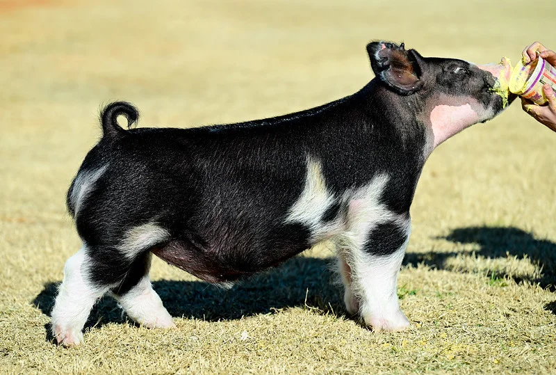 No Brainer — Dark Cross boar