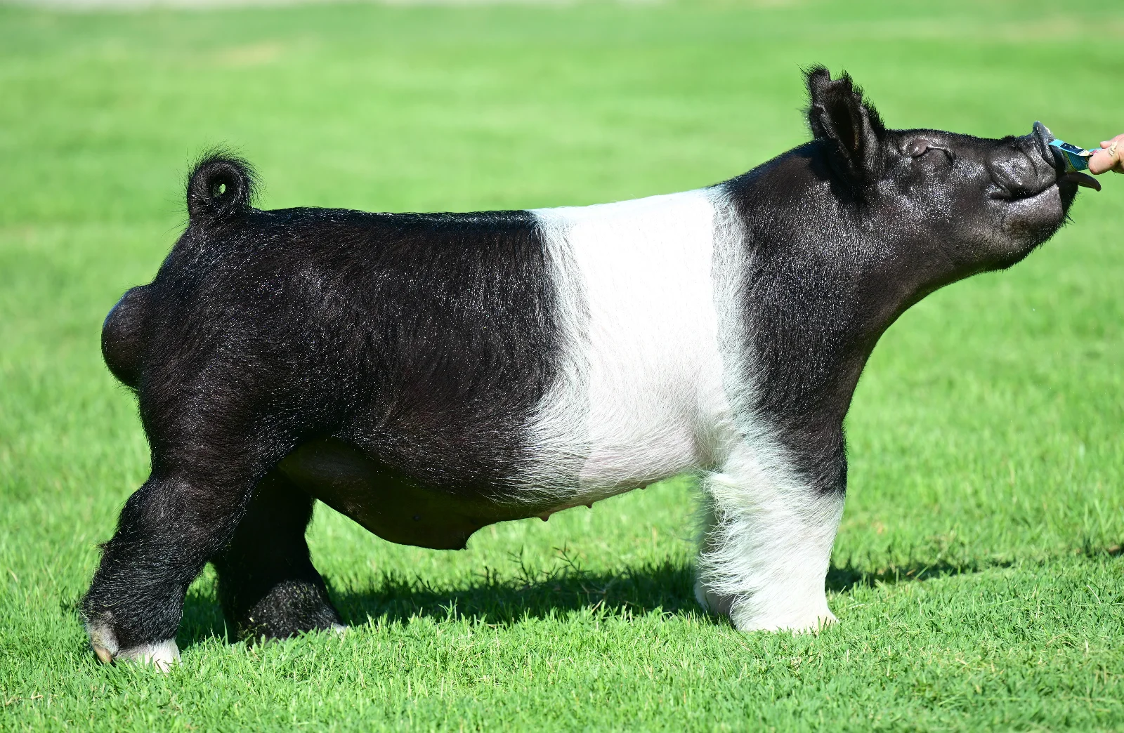 Obsessive — Dark Cross boar