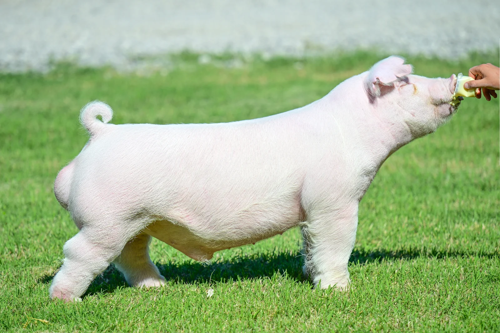 Off Road — Chester boar