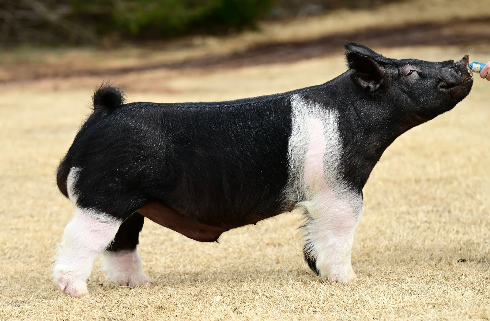 Perfect Storm — Dark Cross boar