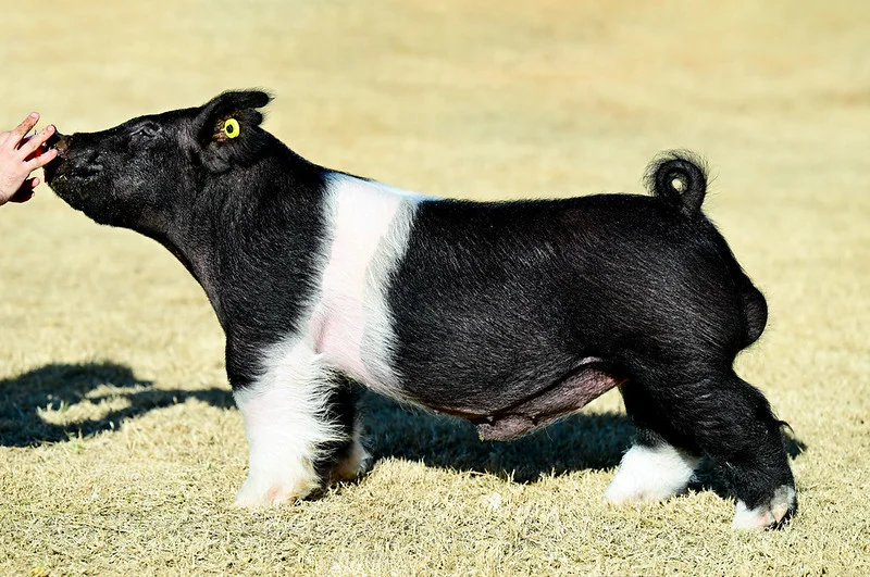 Weirdo — Dark Cross boar