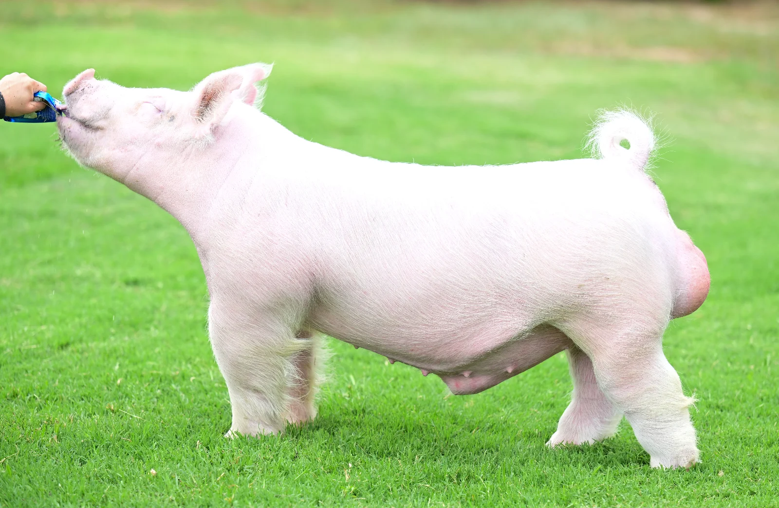 White Elephant — Light Cross boar
