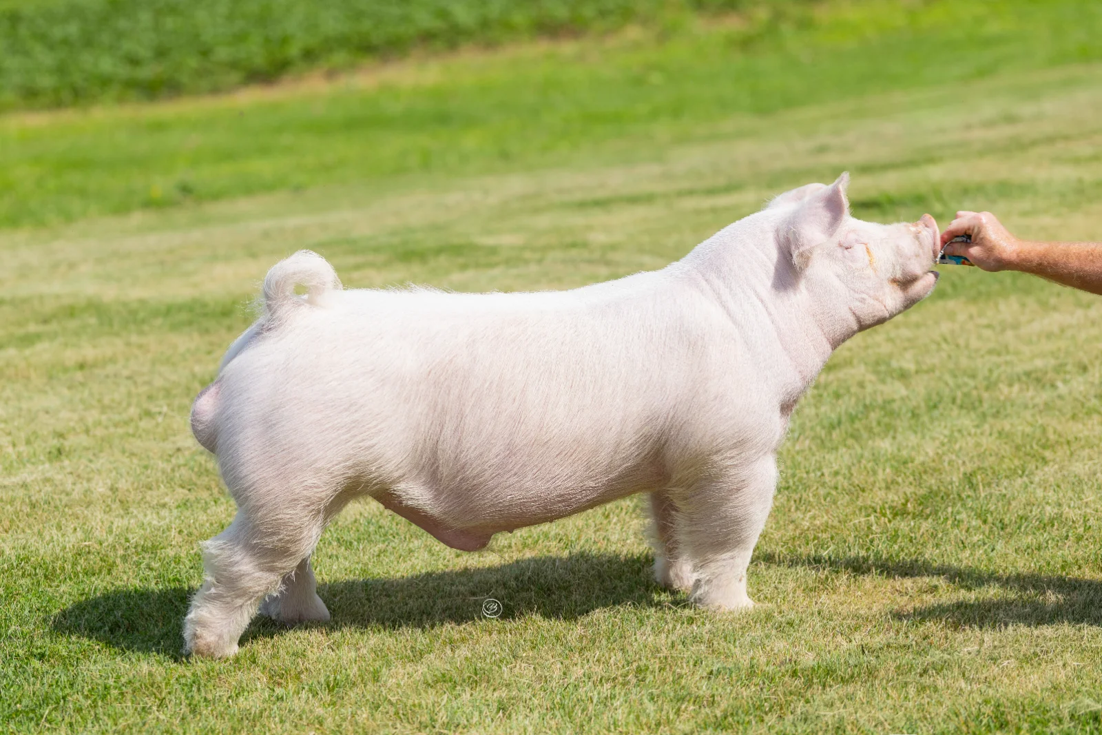 Be Happy — Chester boar