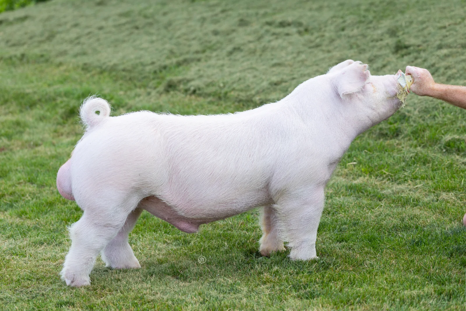 Don't Worry — Chester boar