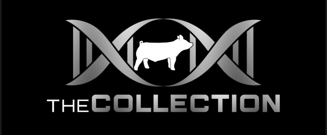 The Collection logo
